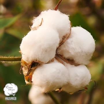 cosmetic cotton pads