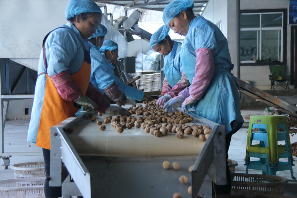 walnuts selecting