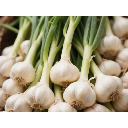 L’industrie mondiale de l’ail est confrontée à des tendances mitigées en 2026 : stabilité de la production, tensions commerciales et demande croissante de produits à valeur ajoutée