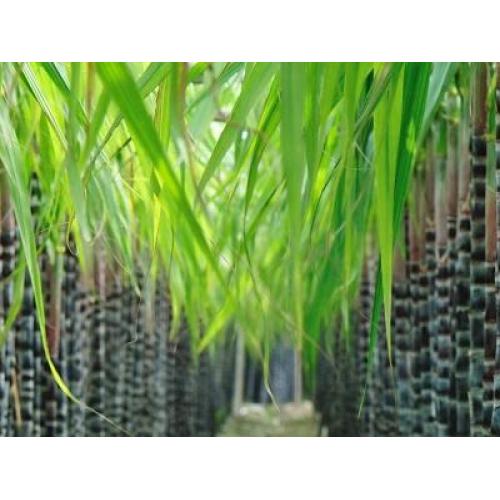 [Industry Voice] Guangxi Laibin: Sugarcane 