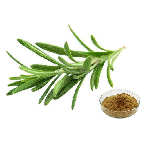 What Is Rosemary Extract In Food?