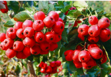 Hawthorn, a medicinal and edible plant with the same origin