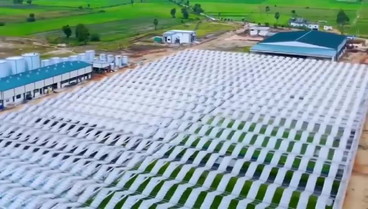 Serre en polycarbonate de ferme hydroponique agricole pour croissance de laitue / fraise / tomate avec le prix de la serre1