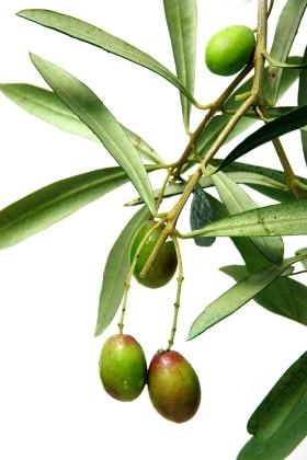 Extrait de feuille d'olive de haute qualité 20% hydroxytyrosol poudre CAS 10597-60-1 Prix