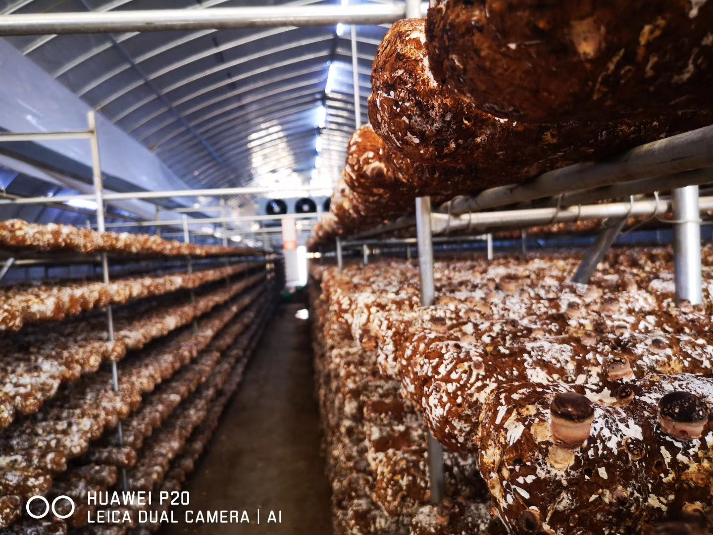 SHANDONG JOIN & SHARE AGRICULTURAL DEVELOPMENT CO., LTD