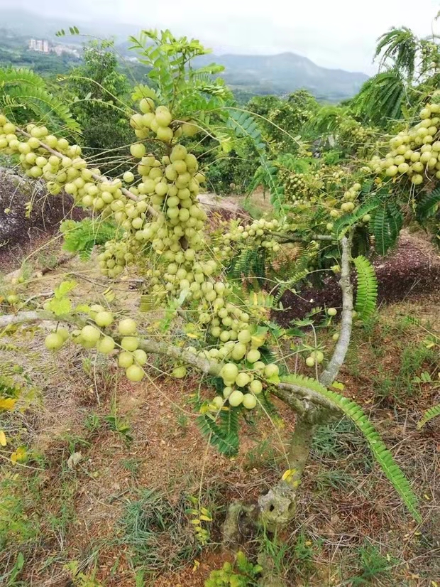 Raw Material Plantation