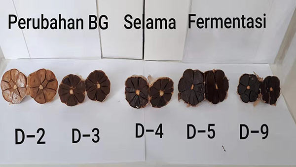 black garlic fermenting changes