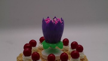 Fourteen lotus flowers rotate purple