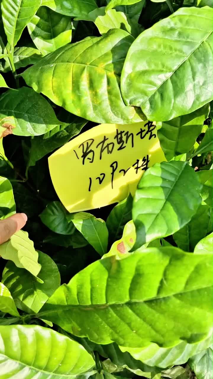 Robusta "Inspección Integral"