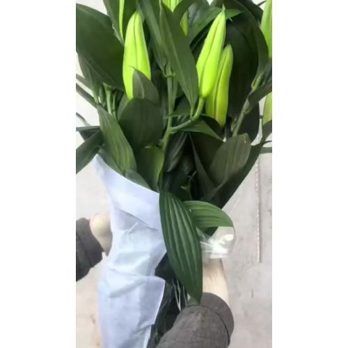 সাইবেরিয়া হোয়াইট স্প্রে লিলি