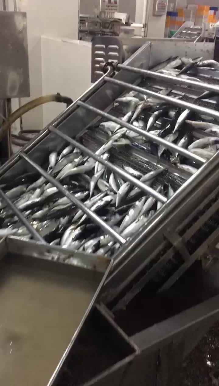 fish production line