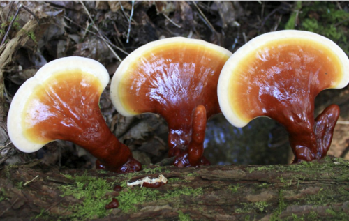 Innovación en tecnología de extracción de aceite de esporas ganoderma