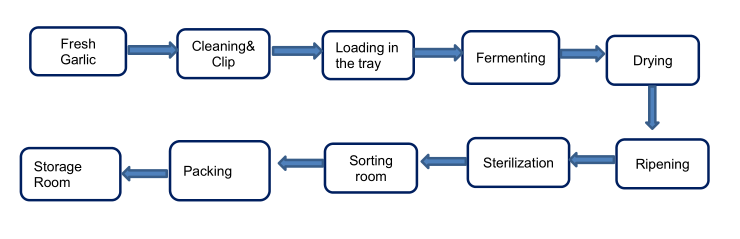 Black Garlic Production Process