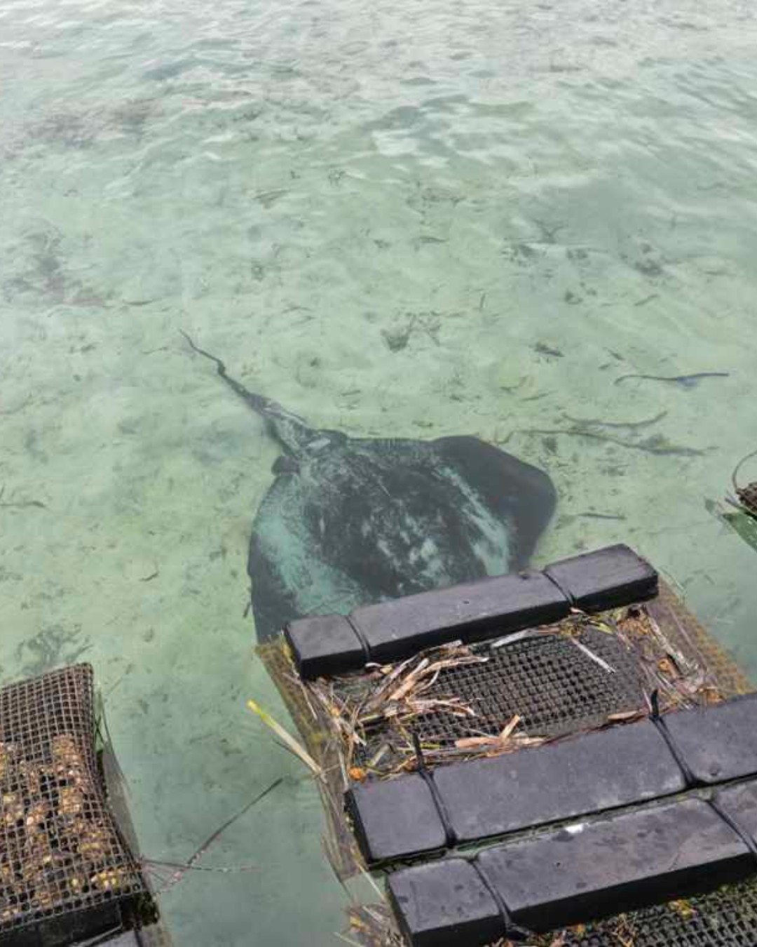 진짜 해외 농업! 폼 플로트 오이스터 메쉬 - 안정적인 부력 및 내구성이 뛰어난 HDPE 소재