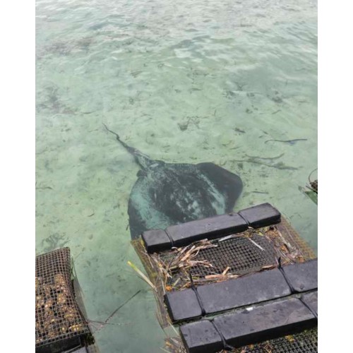 진짜 해외 농업! 폼 플로트 오이스터 메쉬 - 안정적인 부력 및 내구성이 뛰어난 HDPE 소재