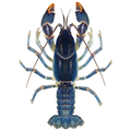 Whole Set RAS Equipment for Crawfish, Lobster, and Fish Farming with Professional Consultancy1