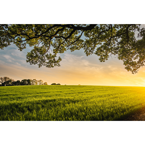 Grain dans l'oreille