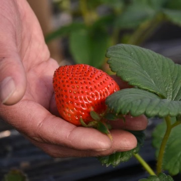 Zhixin high thermic insulation film for strawberry greenhouse