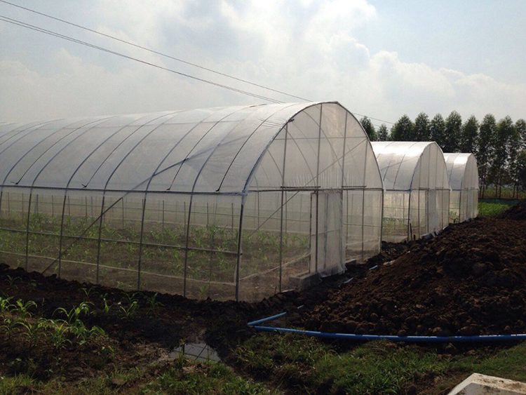 Tunnel Plastic Film Greenhouse