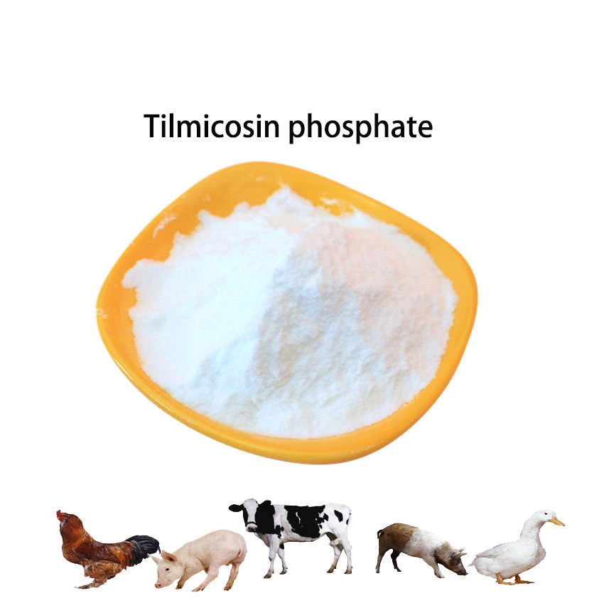 Factory Supply Veterinary Drug CAS 137330-13-3 Tilmicosin Phosphate Powder