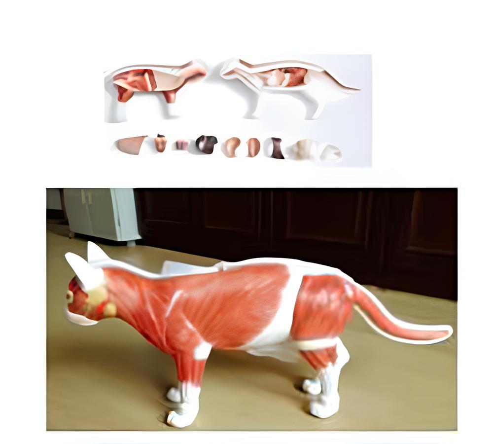 Cat anatomical model