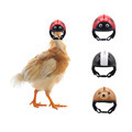 Custom Cute Non-Shedding Mini Helmet for Pets: Hamster Parrot Bird Hat1