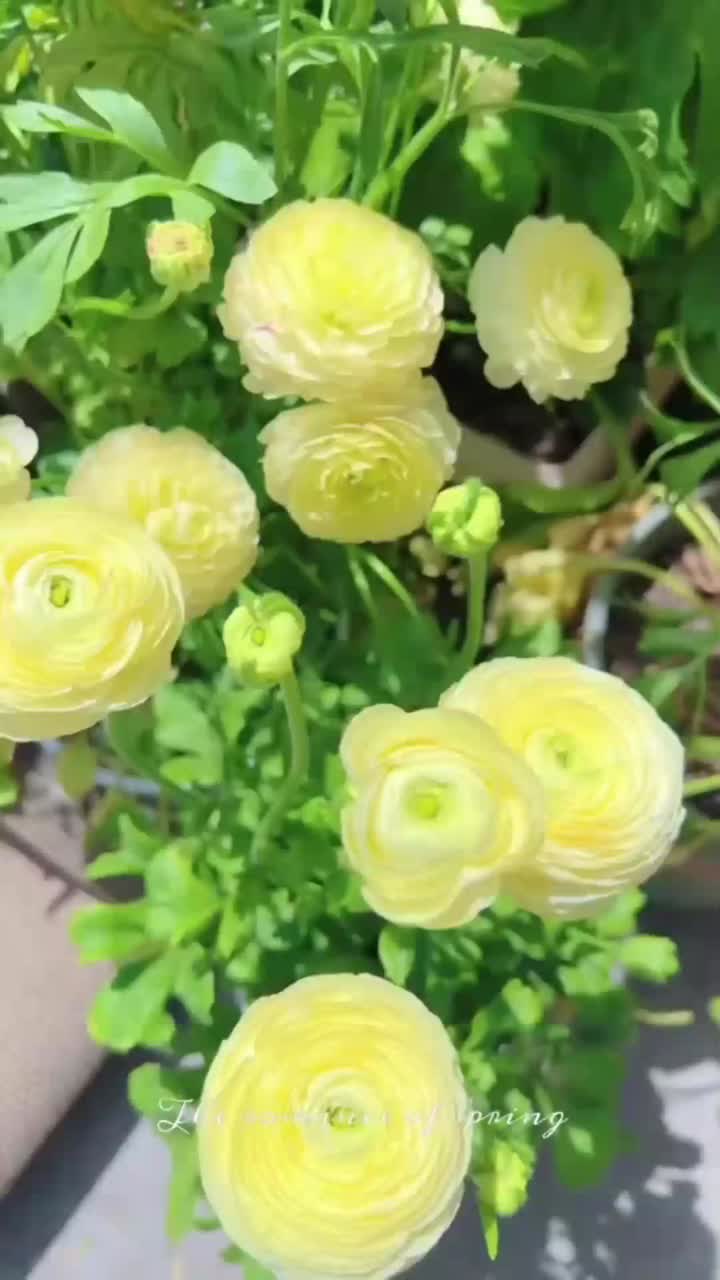 বিবাহ এবং বসন্ত ইভেন্ট সজ্জা জন্য তাজা কাটা হলুদ Ranunculus ফুল