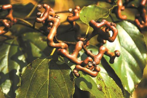 Más allá de la tradición: cómo Sinuote Bio desbloquea Hovenia Dulcis con alto contenido de DHM