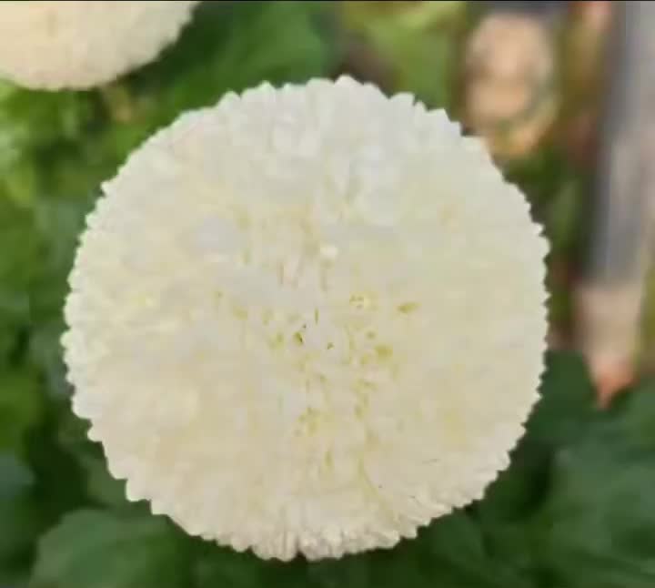 স্ট্যান্ডার্ড সাদা ক্রাইস্যান্থেমাম পিং-পং