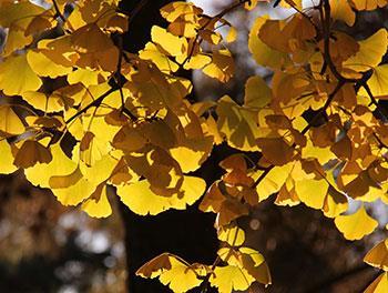 What is ginkgo biloba folium extract?