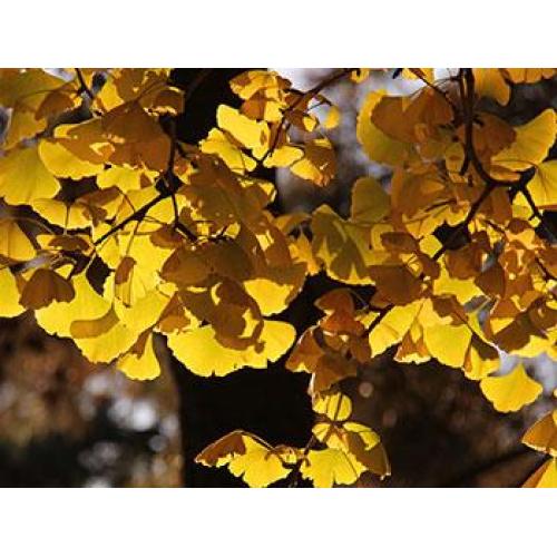 O que é o extrato de ginkgo biloba folium?