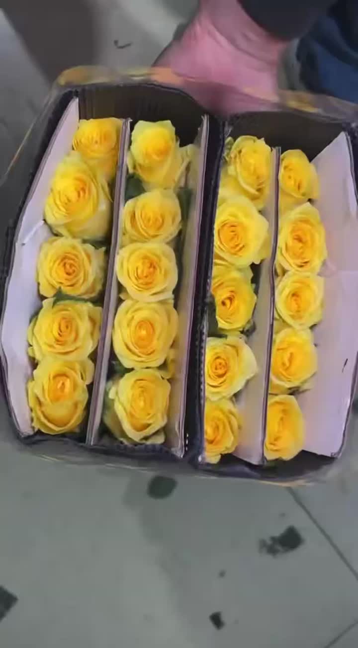 হলুদ গোলাপ গোল্ডেন স্ট্রাইক রোজ