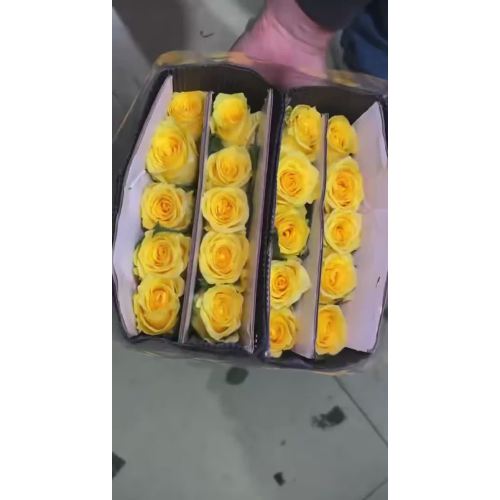 হলুদ গোলাপ গোল্ডেন স্ট্রাইক রোজ