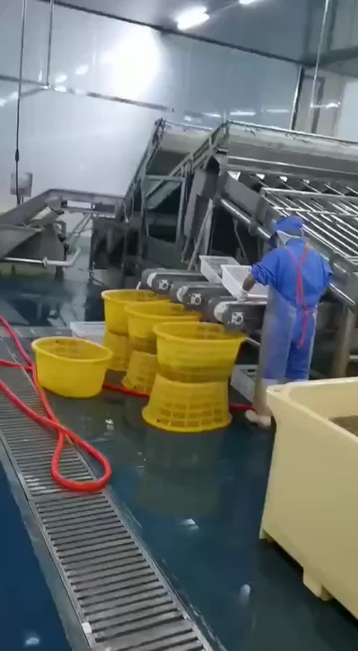 Shrimp production line