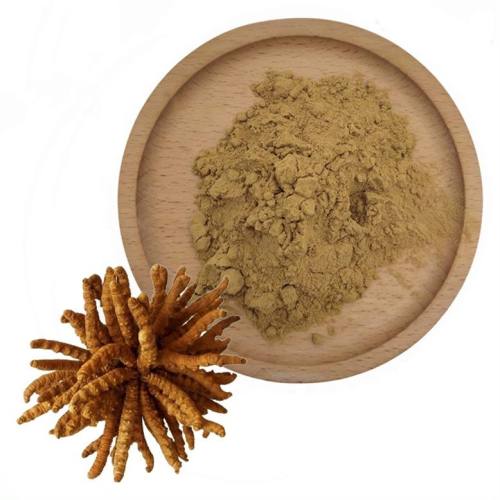 The efficacy of Cordyceps militaris extract