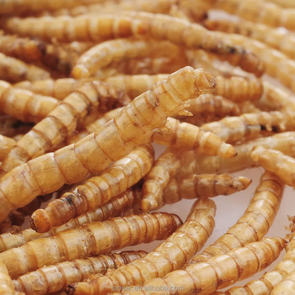 Dried Mealworms