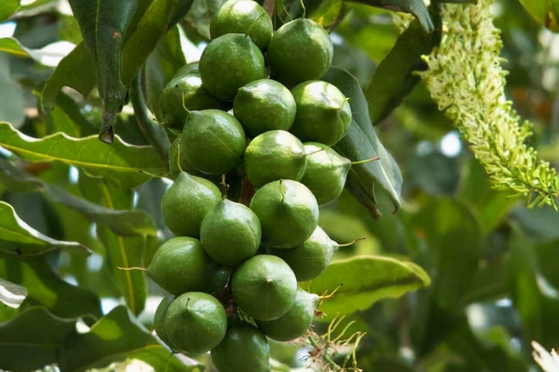 South African Macadamia Nuts production increased by 12.6% year-on-year, but excessive precipitation has affected the quality