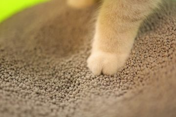 1.5mm and 3.0mm Bentonite Cat Litter