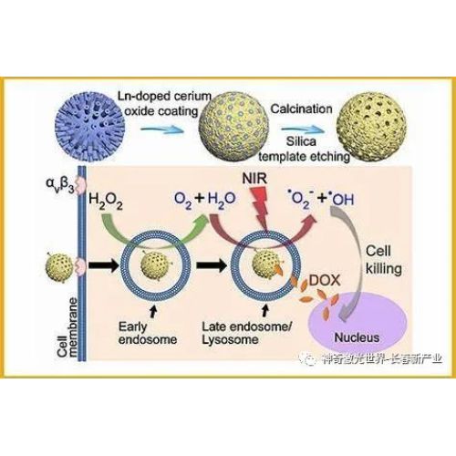 Special topic | Photodynamic therapy - a tool for precise tumor therapy