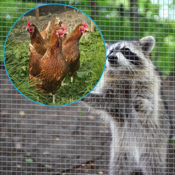 Ten Chinese Pvc Welded Wire Mesh Roll Suppliers Popular in European and American Countries