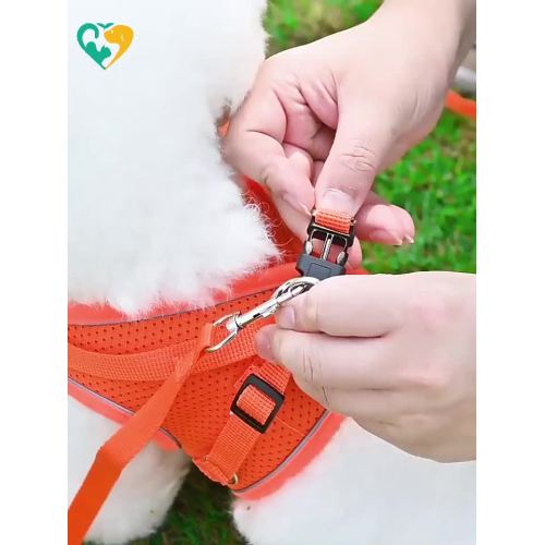 dog harness with leash