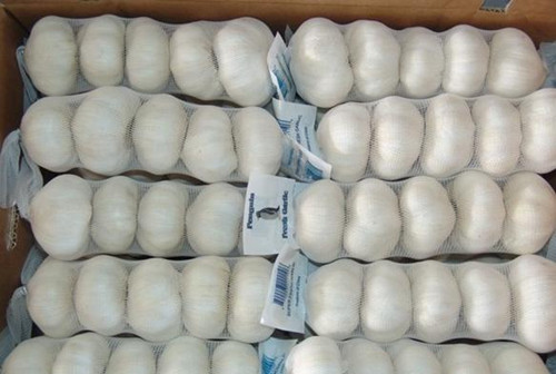 jinxiang garlic producing  garlic for sale