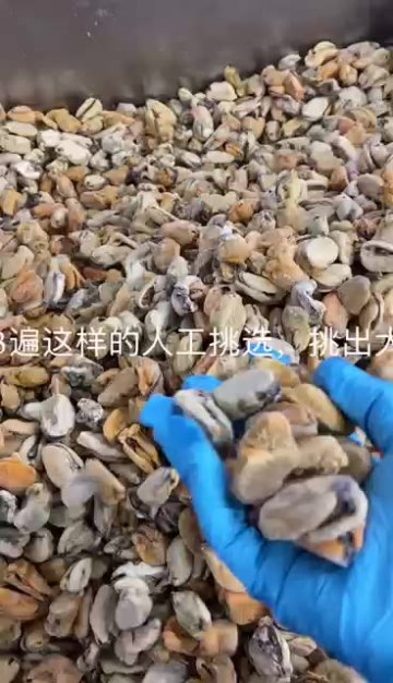 Factory Selling Frozen Cooking Shellfish Frozen Common Half Shell Mussel1