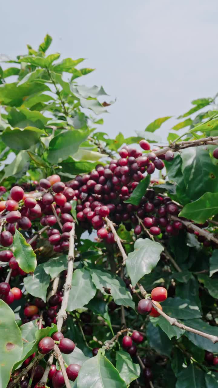 Puramente seleccionado a mano