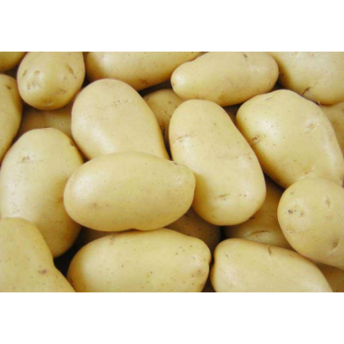 As melhores variedades de batatas para batatas fritas