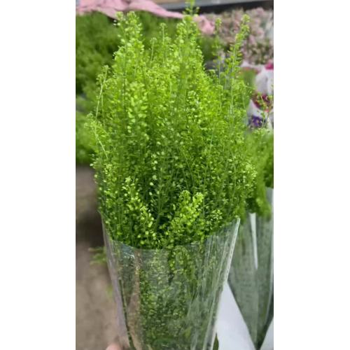 استخدام عشب الغابة الخضراء الفاخر لتزيين حفلات الزفاف