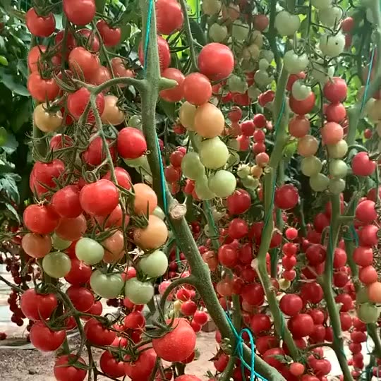 Fabricant en vert agricole Cadre en acier galvanisé Film en plastique à double couche Greenhouse1