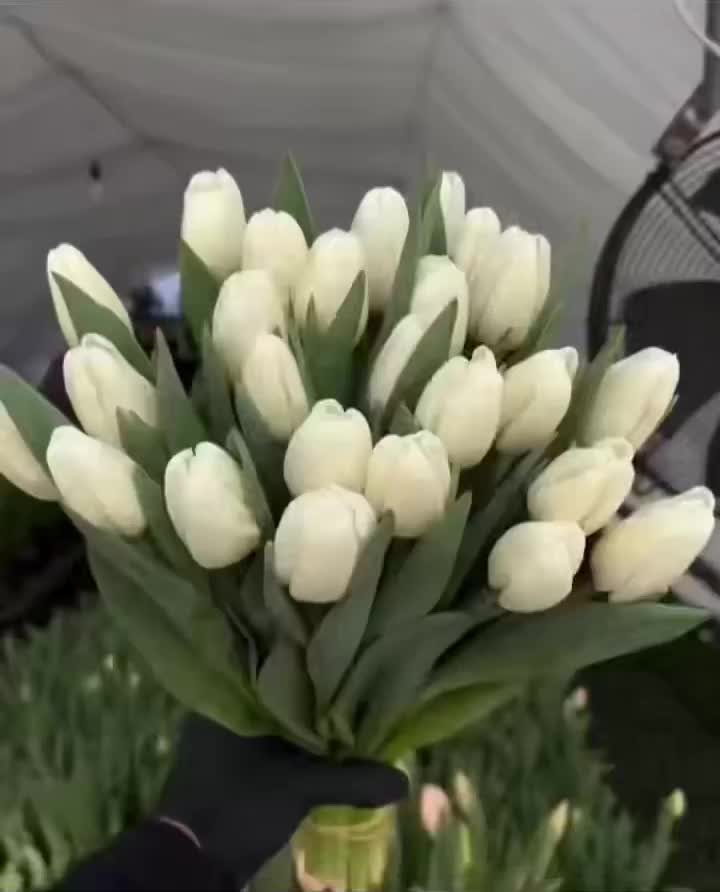 قطع التوليب الأبيض الطازج