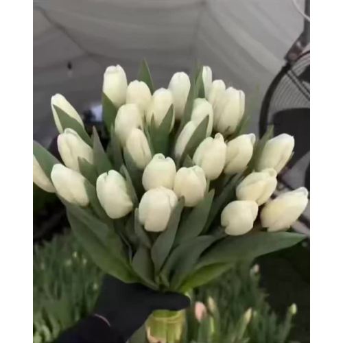 قطع التوليب الأبيض الطازج