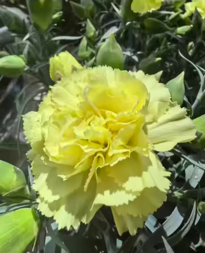হলুদের সাথে একমুখী কার্নেশন